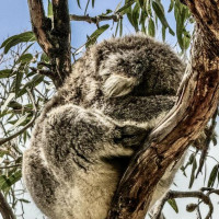 Küstenstraßen nach Sydney: Raymond Island, Australien, 16.11.2024