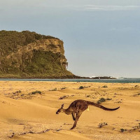 Küstenstraßen nach Sydney: Raymond Island, Australien, 16.11.2024