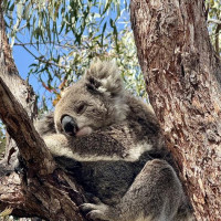 Küstenstraßen nach Sydney: Raymond Island, Australien, 16.11.2024