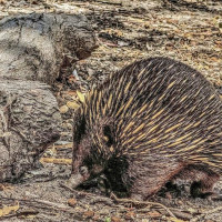 Küstenstraßen nach Sydney: Raymond Island, Australien, 16.11.2024