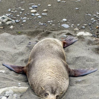 Christchurch, Pottwal und Delfine & unser Camper: Oamaru, Neuseeland, 28.11.2024