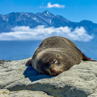 Christchurch, Pottwal und Delfine & unser Camper: Oamaru, Neuseeland, 28.11.2024