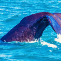 Christchurch, Pottwal und Delfine & unser Camper: Oamaru, Neuseeland, 28.11.2024