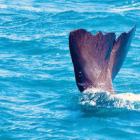 Christchurch, Pottwal und Delfine & unser Camper: Oamaru, Neuseeland, 28.11.2024