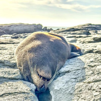 Christchurch, Pottwal und Delfine & unser Camper: Oamaru, Neuseeland, 28.11.2024