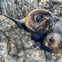 Christchurch, Pottwal und Delfine & unser Camper: Oamaru, Neuseeland, 28.11.2024