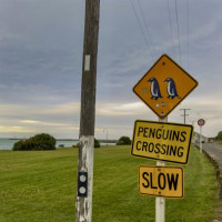 Entlang der Ostküste südwärts: Curio Bay, Neuseeland, 02.12.2024