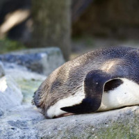 Entlang der Ostküste südwärts: Curio Bay, Neuseeland, 02.12.2024