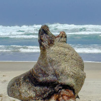 Entlang der Ostküste südwärts: Curio Bay, Neuseeland, 02.12.2024