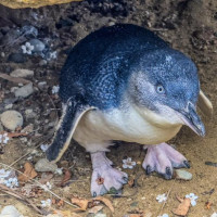 Entlang der Ostküste südwärts: Curio Bay, Neuseeland, 02.12.2024