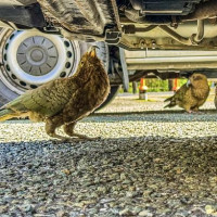 Fjordland, Actionhauptstadt, türkisblaue Gletscherseen und vieles mehr: Aoraki / Mount Cook, Neuseeland, 08.12.2024