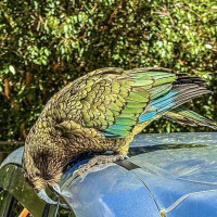 Fjordland, Actionhauptstadt, türkisblaue Gletscherseen und vieles mehr: Aoraki / Mount Cook, Neuseeland, 08.12.2024