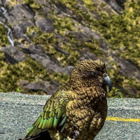 Fjordland, Actionhauptstadt, türkisblaue Gletscherseen und vieles mehr: Aoraki / Mount Cook, Neuseeland, 08.12.2024