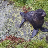 Bilder Nachtrag zum Eintrag 32: Westport, Neuseeland, 13.12.2024