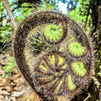 Vulkane, Art Deco, heiße Quellen - Merry Christmas: Rotorua, Neuseeland, 28.12.2024