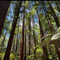 Vulkane, Art Deco, heiße Quellen - Merry Christmas: Rotorua, Neuseeland, 28.12.2024