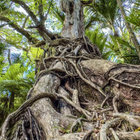 Die letzten Tage in Nz…..Coromandel Peninsula, Piha, Bay of Islands: Ruakaka, Neuseeland, 07.01.2025