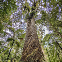 Die letzten Tage in Nz…..Coromandel Peninsula, Piha, Bay of Islands: Ruakaka, Neuseeland, 07.01.2025