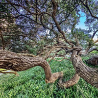 Hobbiton und Auckland & bye bye Neuseeland: Auckland, Neuseeland, 13.01.2025