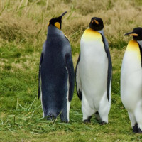 Punta Arenas, Feuerland ….Der Roadtrip durch Patagonien kann starten: Puerto Natales, Chile, 02.02.2025