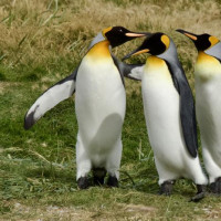 Punta Arenas, Feuerland ….Der Roadtrip durch Patagonien kann starten: Puerto Natales, Chile, 02.02.2025