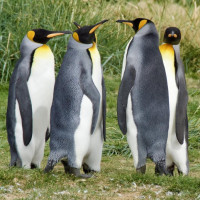 Punta Arenas, Feuerland ….Der Roadtrip durch Patagonien kann starten: Puerto Natales, Chile, 02.02.2025