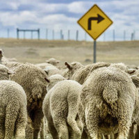 Punta Arenas, Feuerland ….Der Roadtrip durch Patagonien kann starten: Puerto Natales, Chile, 02.02.2025