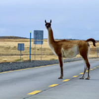 Punta Arenas, Feuerland ….Der Roadtrip durch Patagonien kann starten: Puerto Natales, Chile, 02.02.2025