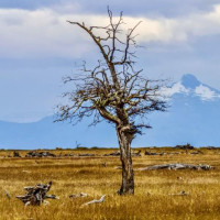 Punta Arenas, Feuerland ….Der Roadtrip durch Patagonien kann starten: Puerto Natales, Chile, 02.02.2025