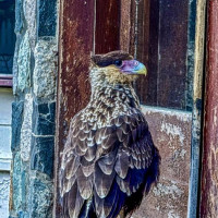 Torres del Paine: Torres del Paine, Chile, 06.02.2025