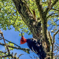 Natur die Glücklich macht und Straßen zum verzweifeln: Puerto Tranquilo, Chile, 13.02.2025