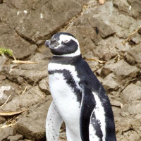 Vulkanbesteigung, anschließend Inselbesuch: Ancud - Isla Grande de Chiloé, Chile, 23.02.2025