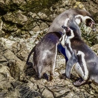 Vulkanbesteigung, anschließend Inselbesuch: Ancud - Isla Grande de Chiloé, Chile, 23.02.2025