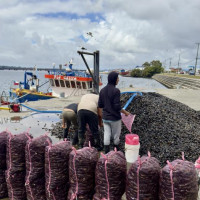 Vulkanbesteigung, anschließend Inselbesuch: Ancud - Isla Grande de Chiloé, Chile, 23.02.2025