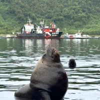 Puerto Montt, Vulkan Osorno & der Abschied von Chile: Puerto Octay - Las Cascdas, Chile, 04.03.2025