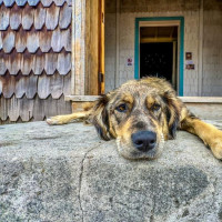 Puerto Montt, Vulkan Osorno & der Abschied von Chile: Puerto Octay - Las Cascdas, Chile, 04.03.2025