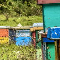 Puerto Montt, Vulkan Osorno & der Abschied von Chile: Puerto Octay - Las Cascdas, Chile, 04.03.2025