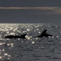 Puerto Montt, Vulkan Osorno & der Abschied von Chile: Puerto Octay - Las Cascdas, Chile, 04.03.2025