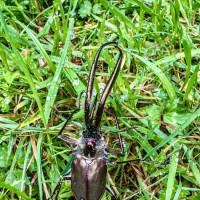 Puerto Montt, Vulkan Osorno & der Abschied von Chile: Puerto Octay - Las Cascdas, Chile, 04.03.2025