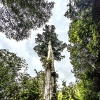 Puerto Montt, Vulkan Osorno & der Abschied von Chile: Puerto Octay - Las Cascdas, Chile, 04.03.2025